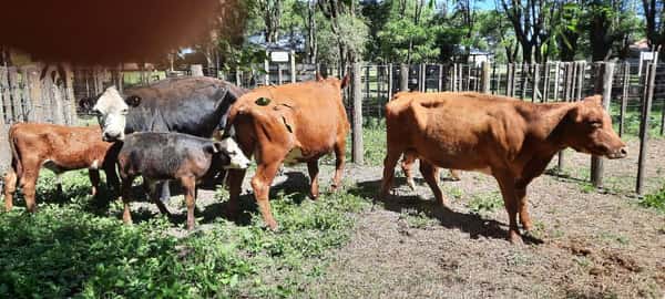 Lote 6 Vacas en Gral. Lamadrid, Buenos Aires