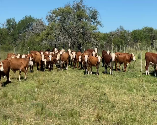 Lote 65 Terneros en Esquina, Corrientes