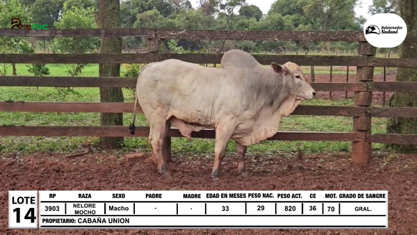 Lote Lote 14