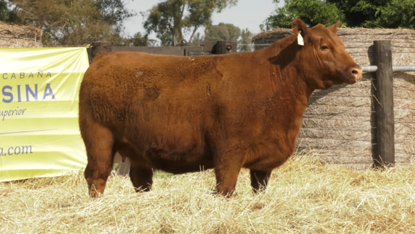 Lote VAQUILLONAS ANGUS PURO PEDRIGREE "LILY" y "Palerna"