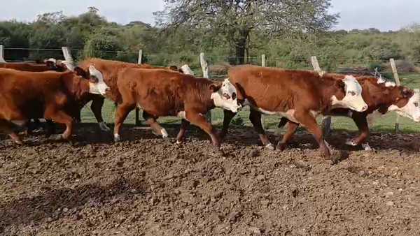 Lote 70 Terneros/as