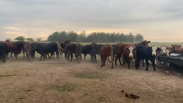 Lote 43 Novillos en Goya, Corrientes