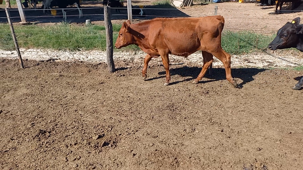 Lote 4 Novillitos Cruzas en Col. Bigand, Santa Fe