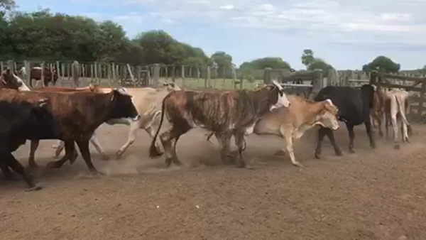 Lote 52 Vacas nuevas C/ gtia de preñez en Pto. Eva Perón, Chaco