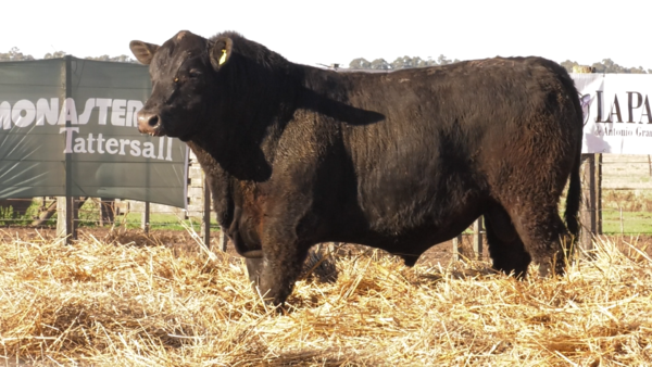 Lote TOROS PUROS POR CRUZA