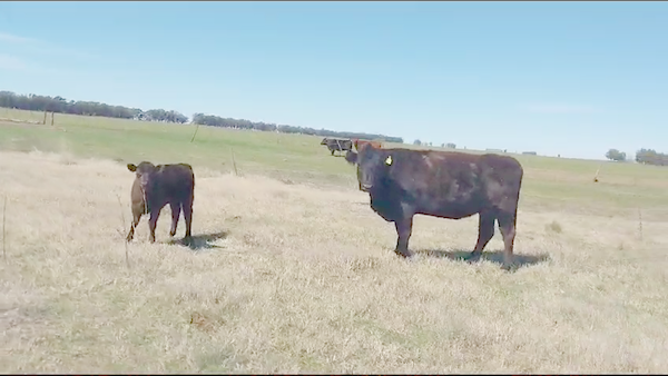 Lote 30 Vacas CUT paridas y vacias en Daireaux, Buenos Aires