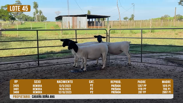 Lote LOTE 45 - DESTACADO