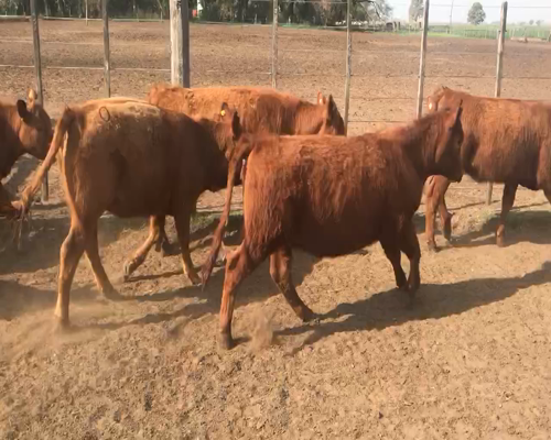 Lote 27 Terneras en Casbas, Buenos Aires