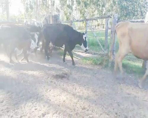 Lote 25 Vacas CUT con cría en Concordia, Entre Ríos