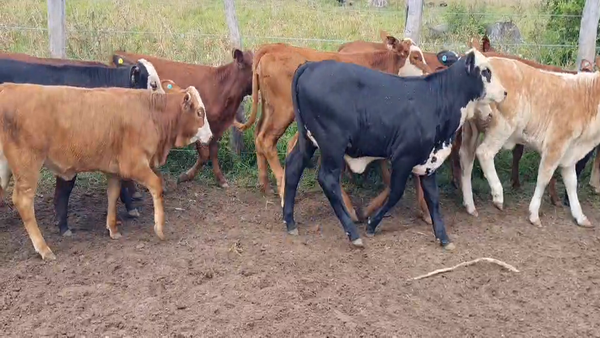 Lote 165 Terneras