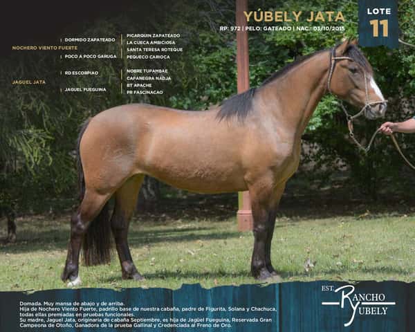 Lote Yubely Jata