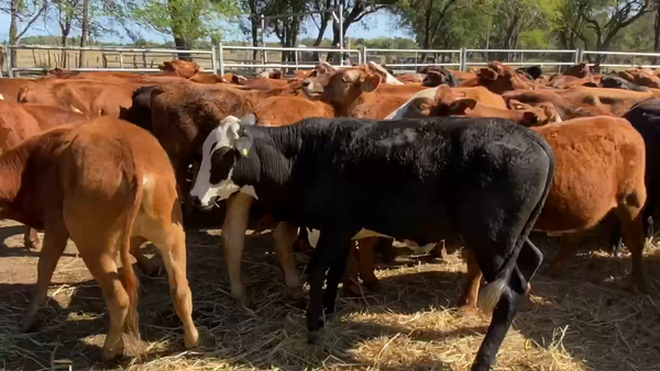 Lote 90 Novillitos en Formosa, Formosa