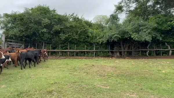 Lote 140 Terneras en Corrientes, La Cruz