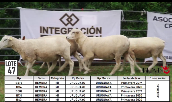 Lote LOTE 47