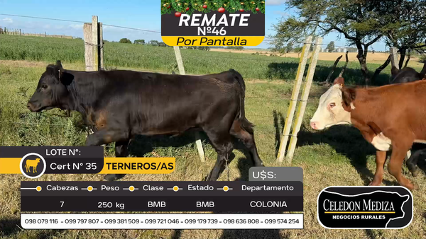 Lote 7 Terneros y Terneras en Tarariras, Colonia