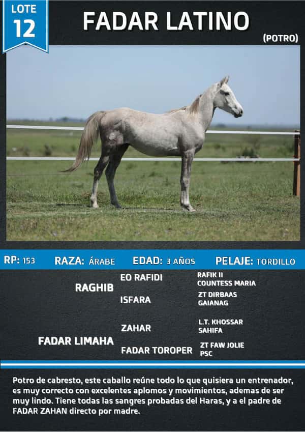 Lote FADAR LATINO