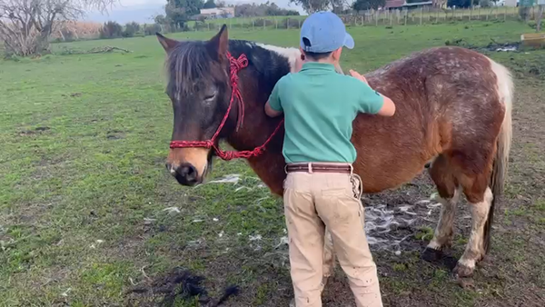 Lote Pony Tobiano a remate en Pantalla Camy  en Santa Lucia