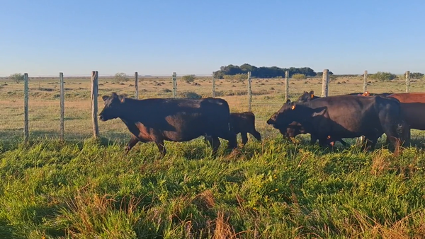 Lote 52 Piezas de cría en Treinta y Tres