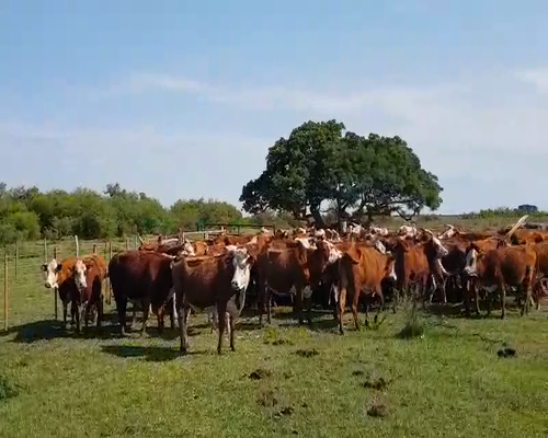 Lote 55 Vacas nuevas en Esquina, Corrientes