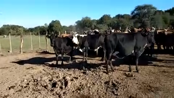 Lote 55 Vacas de invernar en Formosa, Formosa