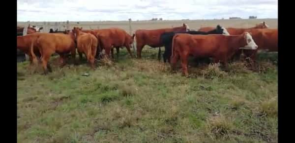 Lote 31 Vacas de invernar en Villaguay, Entre Ríos