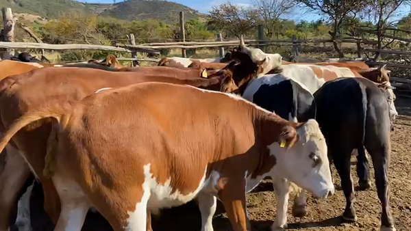 Lote 22 Novillo Gordo en La Ligua, V Región Valparaíso