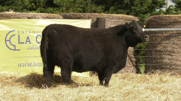 Lote VAQUILLONAS ANGUS PURO PEDRIGREE "Lazise" , "Margarita" y  "Moni"