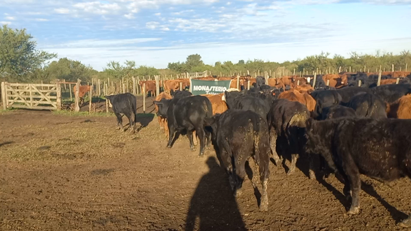 Lote 60 Terneros EN IBICUY ENTRE RIOS