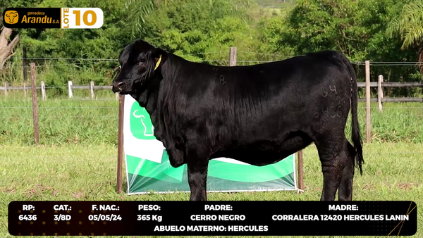 Lote LOTE 10