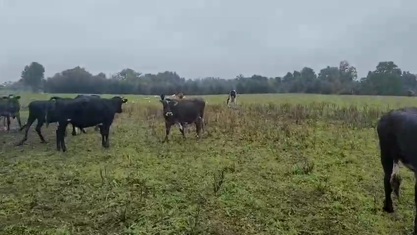 Lote 40 Novillo Gordo en Corral, XIV Región Los Ríos