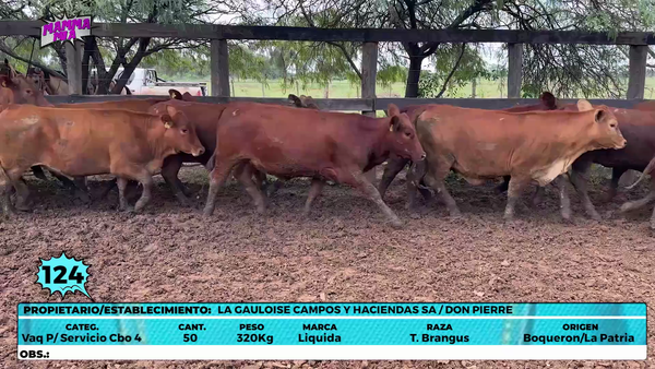 Lote LOTE 124