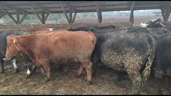 Lote 20 Vaquilla Gorda en Los Ángeles, VIII Región Biobío