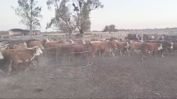 Lote 159 Terneros/as Braford y sus cruzas en Las Palmeras, Santa Fe