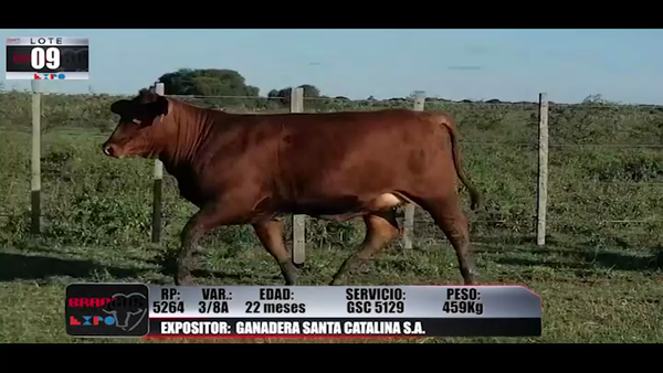 Lote Brangus a Campo Expo 2022 - Lote 9