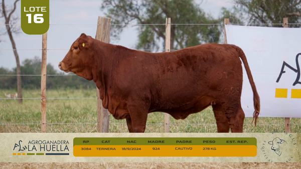 Lote LOTE 16