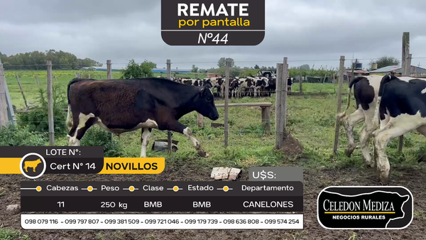 Lote 11 Novillos en Canelones