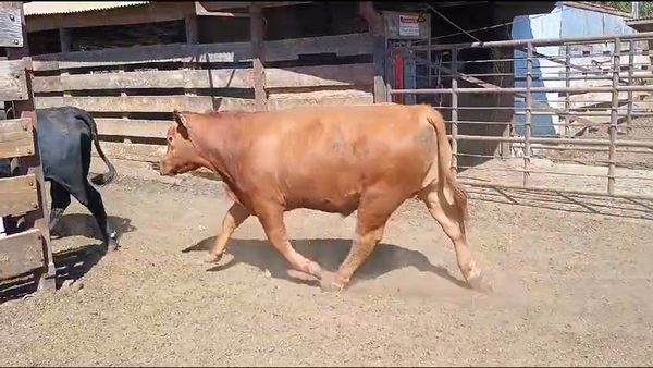 Lote 20 Novillo Gordo en Los Ángeles, VIII Región Biobío