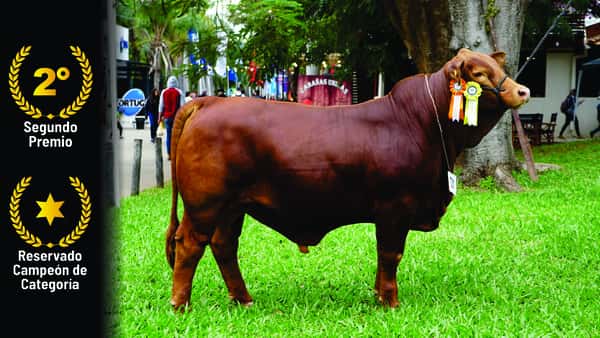 Lote Brangus a Bozal Expo 2022 RP 2861- Lote 14