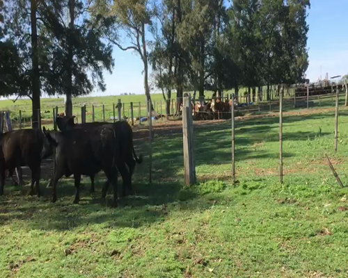 Lote 3 vaquillonas SA a parir en otoño 2021