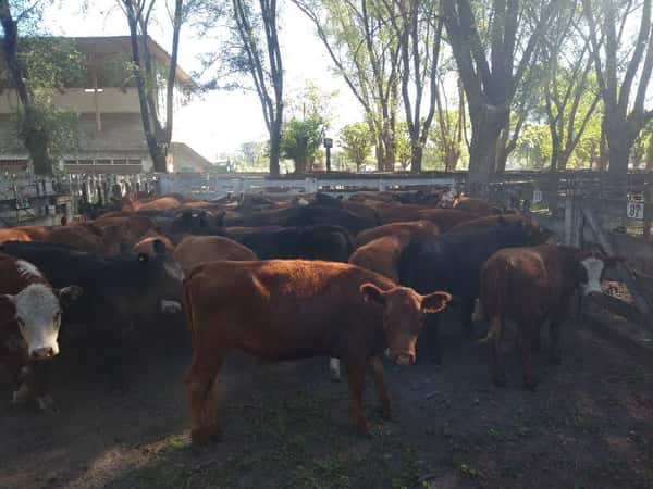 Lote 55 Terneras en Gral. Lamadrid, Buenos Aires