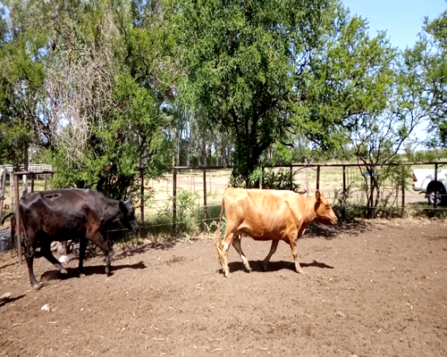 Lote 46 Vacas medio uso C/ cria en Concepción del Uruguay, Entre Ríos