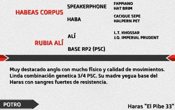 Lote PIBE YACARE HC
