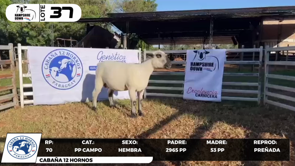 Lote LOTE 37- CAMPO