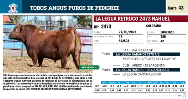 Lote TOROS ANGUS PP