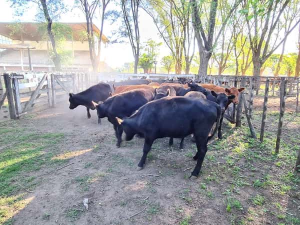 Lote 32 Vaquillonas en Gral. Lamadrid, Buenos Aires