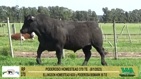 Lote Toros Angus a remate en Cabaña La Poderosa, Florida