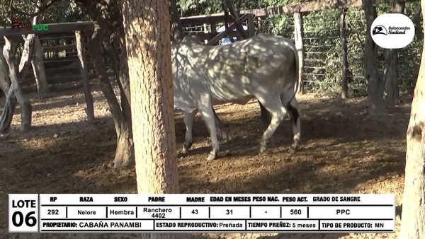 Lote Lote 6