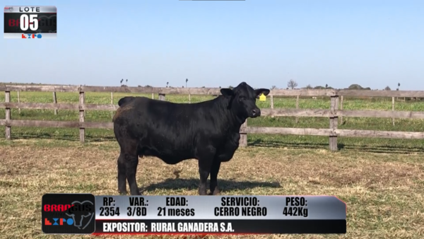 Lote Brangus a Campo Expo 2022 - Lote 5