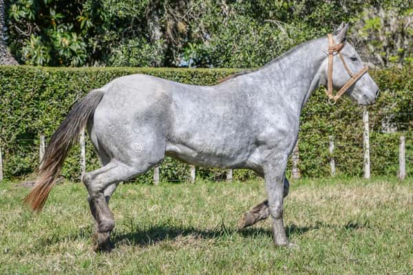 Lote Lote 17 Lagrima del Paso rp 236