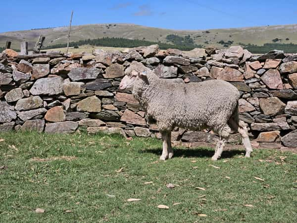 Lote (Vendido)Carneros a remate en Subasta Online - Nambi Guasu, Lavalleja